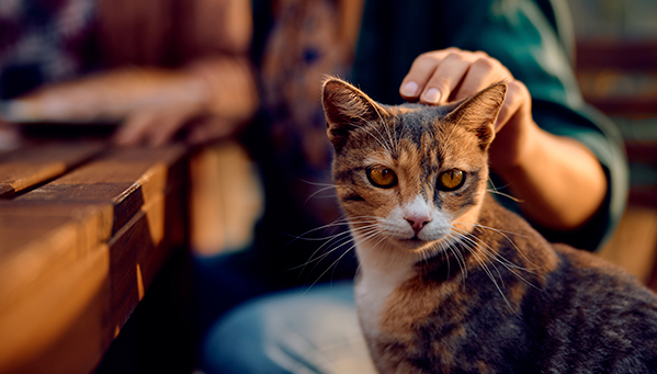 Cat photo