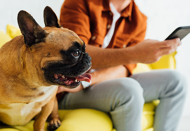 Pug Image